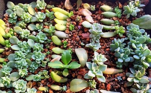  [薄肥勤施]养“多肉”忌讳“这3点”，难怪养成草，赶紧改了还不晚