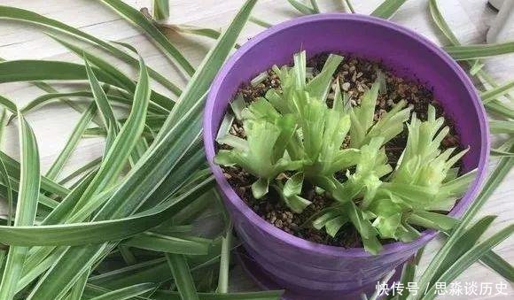 『发财树』10米长的绿萝,阳台放不下了,看看他是怎么养的吧