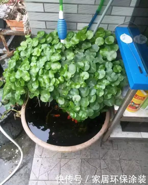  [长寿花]新手养花选3种，随便养养就爆盆，养起来太简单！