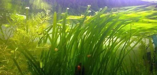  一大■比铜钱草好看的花，7天爆满一大缸，多到家里堆不下