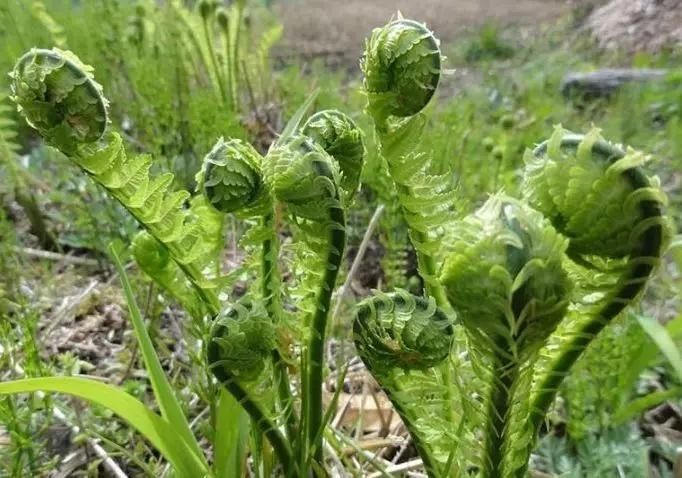  『山野菜』林区往事——采山野菜