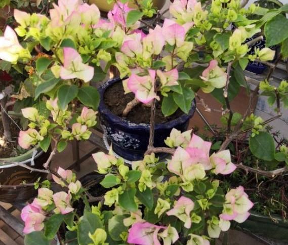  『根部吸收』夏季赏花选三角梅，管理掌握5个小技巧，盆盆月月花开不停