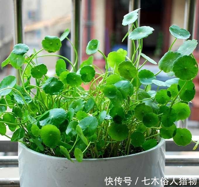  『很快』铜钱草开花及时修剪，很快就生机勃勃！