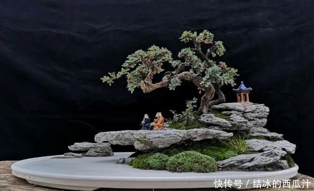  『盘子』用石头盘子来养花，变成小盆景，价值能翻好几倍