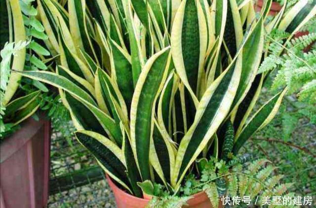  发软|室内养虎尾兰，叶子发软、暗淡无光，需加强4个方面的养护
