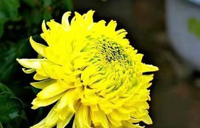  #养菊#喜欢养菊，不如养盆”珍稀名菊“，绿荷，似绿色荷花，妖娆妩媚