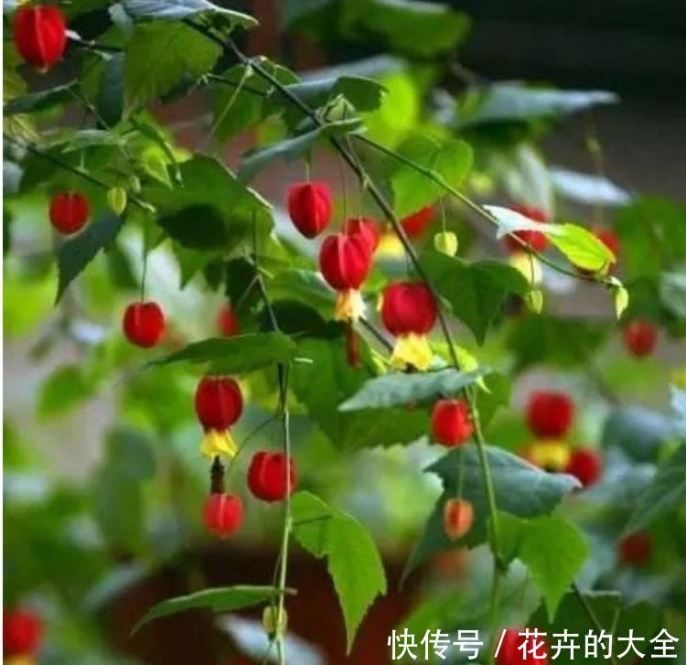  『随便』居家就养此款花卉，不闻不问，随便养就爆盆，旺财又养人