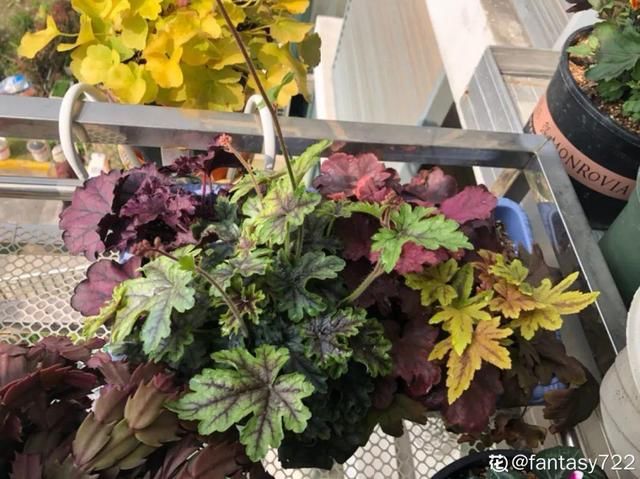  「图片作者」10种小众花，今年最流行，养1盆仙气十足！