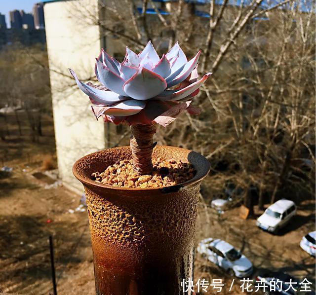  【多肉的时】多肉“铺面”的那些事儿