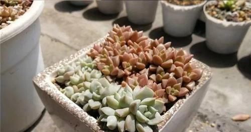  【图片作者】朋友借了几片花叶子，结果扦插繁殖一阳台，最后还了20盆！