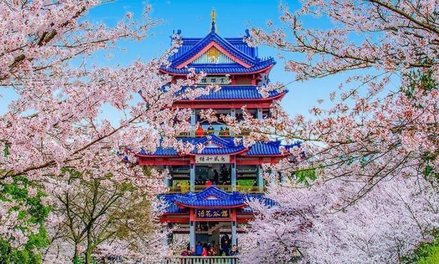  【樱花盛开】国内两大5A级景区，争“世界三大赏樱基地”称号，谁才名副其实？