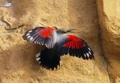  #碰见#这种野生物，很是珍贵，你有幸在山上碰见，请将其放走，