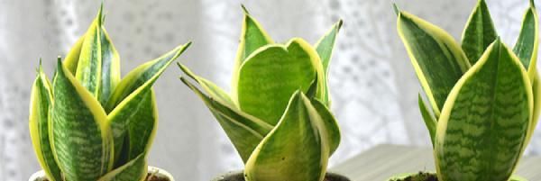 露天|虎皮兰可以露天养吗