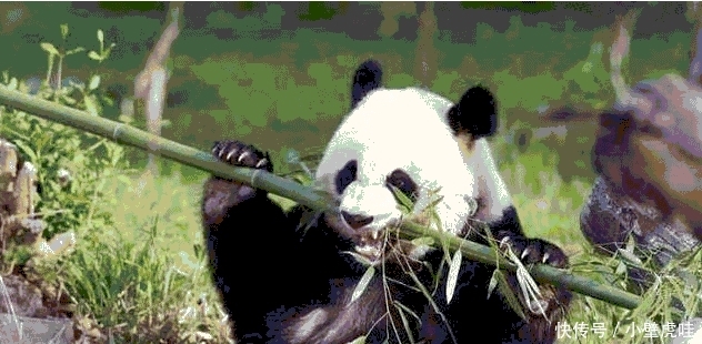 老人常说“竹子开花，赶紧搬家”，竹子开花有这么可怕吗？