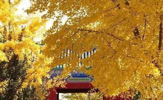 浙江不只有江南烟雨，这10个地方藏着浙江的绝美秋景