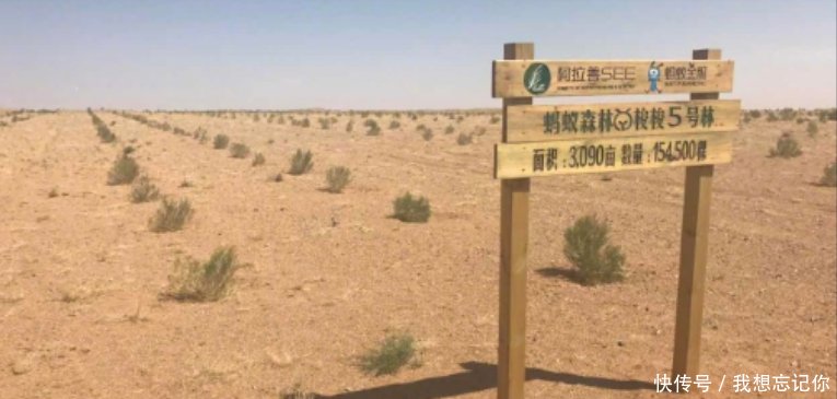 马云的蚂蚁森林,每天浇水种下的梭梭树,现成这样!