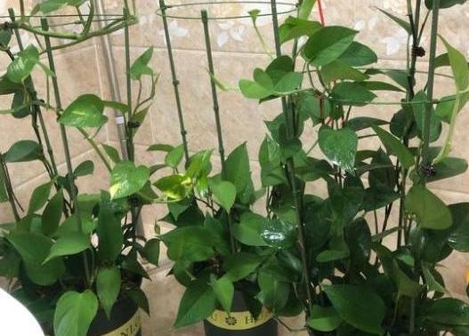  #居家#家中养花得注意：这6款植物贼适合居家盆栽，好看又好管理