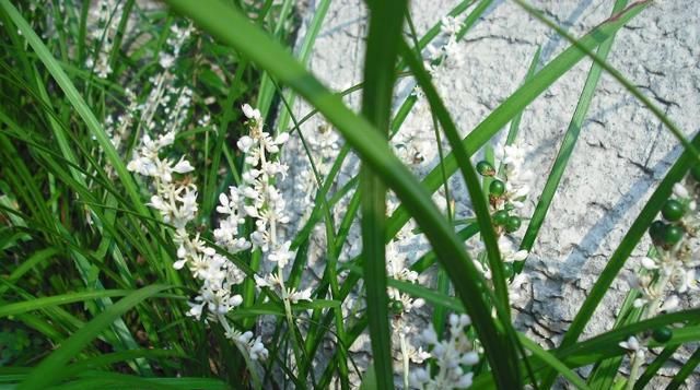  『根部』兰花和麦冬、菖蒲有啥不一样？