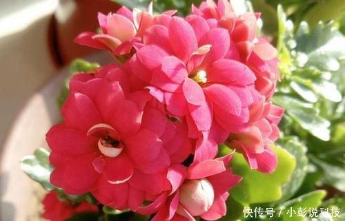  『油绿』长寿花花谢后，多做一件事，叶子更油绿，还能再开一茬花！