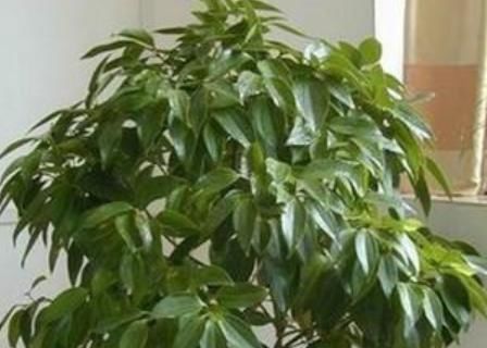 花市:家中养绿植,从3个方面下功夫,叶片油亮厚实,比花市卖的还好看