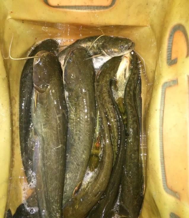  [钓友]春天为啥一定要钓鲫鱼呢？不妨试试钓鲶鱼，比钓鲫鱼简单多了