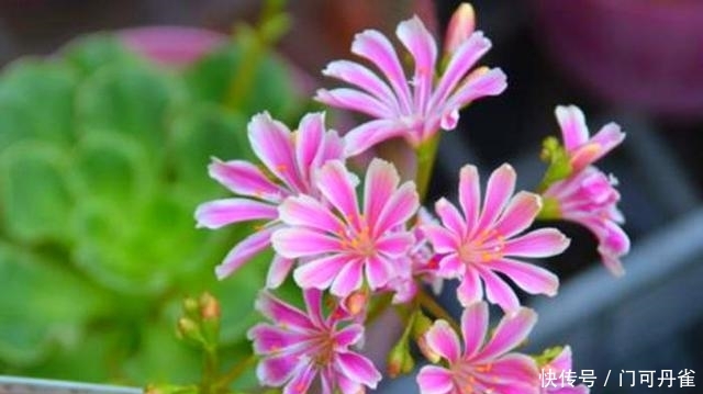 『外国』一种外国的微型花,名叫露微花,开花漂亮花色多,怎么看都喜欢