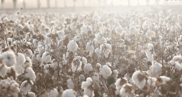 杨幂、蒋欣、张馨予都在这样穿，你离时尚还差一个它|100%有机纯