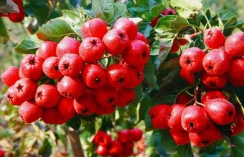  身价：过去落一地果子白送没人要，如今身价走高供不应求，果农