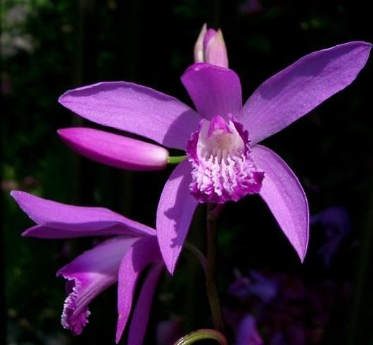 这种兰花长在“石头缝”里，颜值高还耐养，养在家里提升品位！