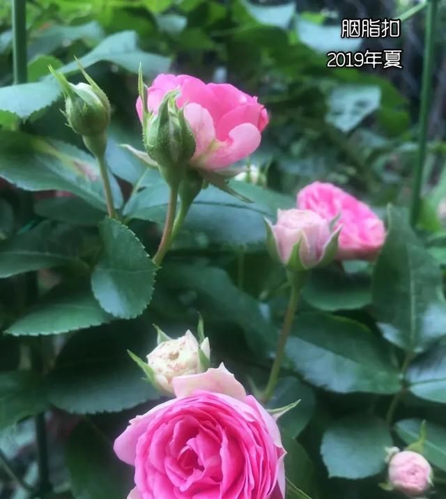  『丰花性好』狼家自育的表现到底如何，戳进来看看花友们的大实话