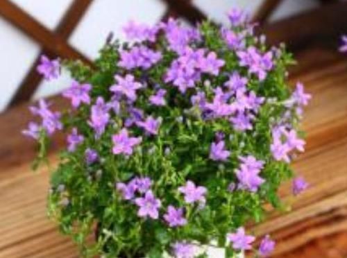  『绿萝』这种花卉比绿萝和吊兰好养，花型似铃铛，开花时间长，招人喜爱