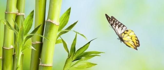  科学依据■“门前种竹，做人狠毒”这句农村俗语说法对吗？有何