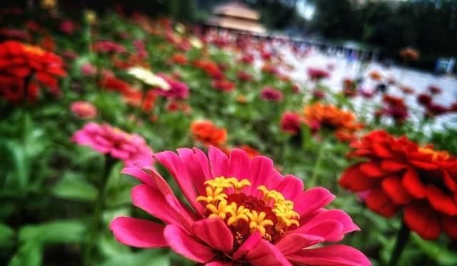 『漂亮』夏天养花就养耐热花,多热都能开花,开花漂亮花期长,谁养谁喜欢