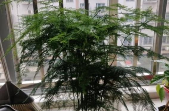  不烂根不■文竹养护秘诀，不烂根不黄叶，新芽冒不停，生机盎然，生长茂盛