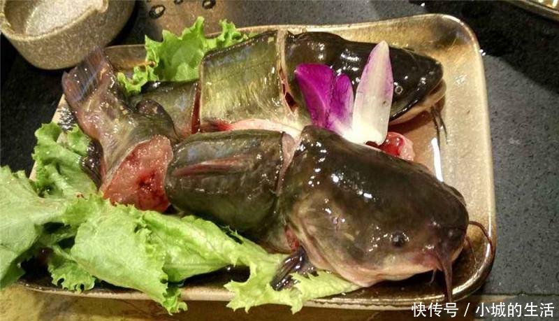 中国|原产美国，该鱼在四川被充当为黄辣丁出售，如今泛滥在中国
