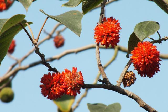  构树：这种树以前农民见了就砍，现在却成为摇钱树，浑身是宝