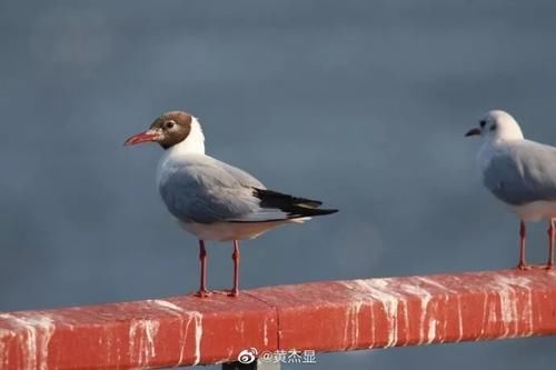 3小时发现26种水鸟!青岛原来藏着这么多观鸟圣地