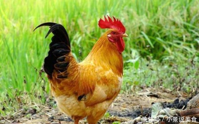  学会■养鸡长势太慢，学会这样喂鸡，鸡长得又快又肥