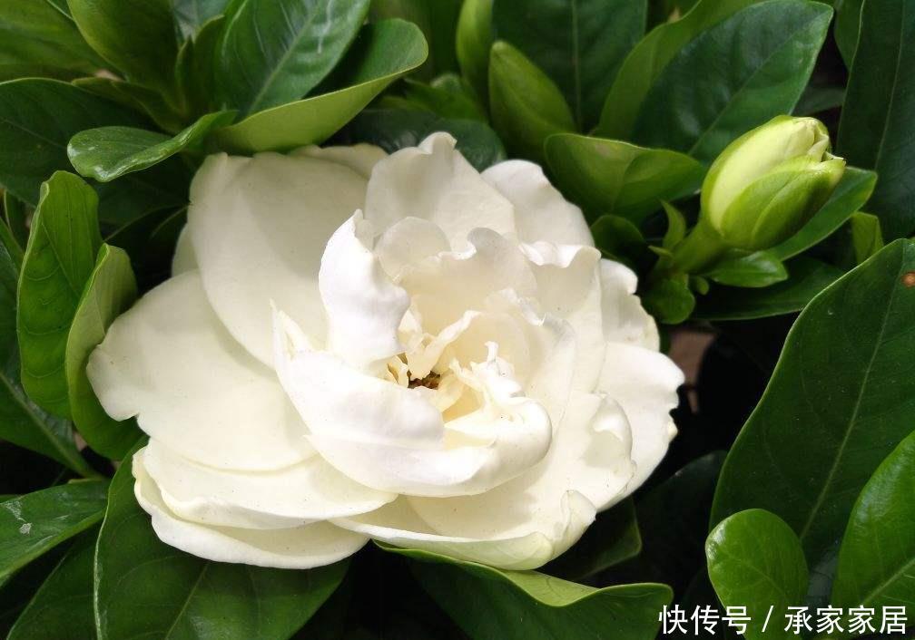 『绿萝』绿萝是个老酒鬼,半月喝一次啤酒,叶子旺长拦不住