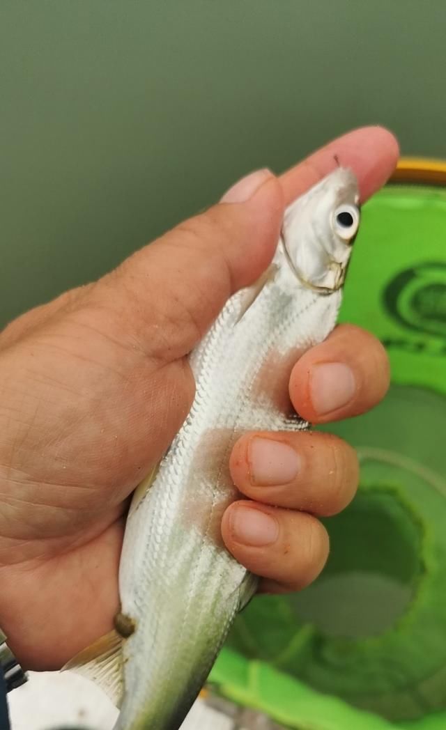  【失误】一个大的失误，造成鱼杆失踪！含泪警告钓友