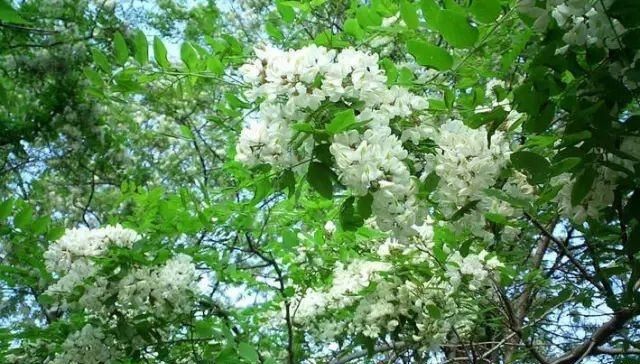 中国人的院子,最适合种这12种树!你家有吗?