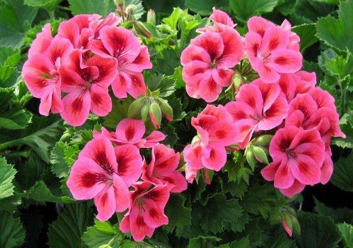 #花儿#养花就养这4朵小花,开花爆满变花海,花开大又艳,小院爆成花海