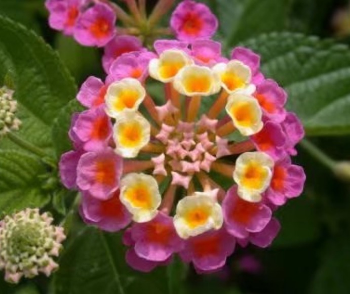 家中|五色梅,一花开多色,一年四季开不断,养在家中太棒了!