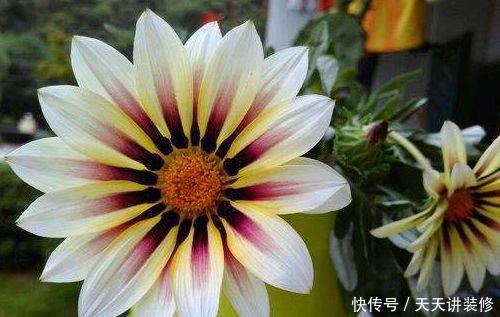 『玫瑰』喜欢玫瑰,不如养盆“珍品菊花”彩霞露影,似花中蝴蝶,翩翩飞舞