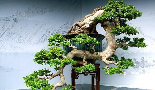  #灵魂的盆#盆景本质就是“树”，造型对修剪正确，就是大自然的缩影！