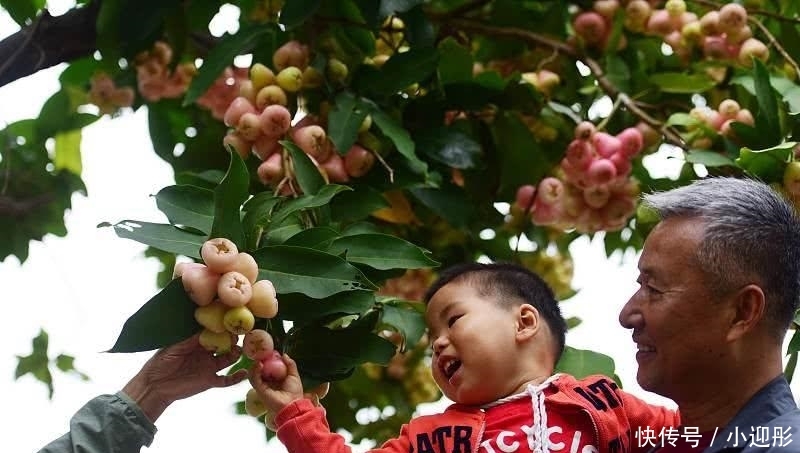  [内陆地区]这水果在内地卖10元3个，海南街头掉的满地都是，却一