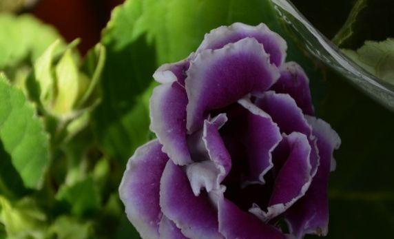  【仙子】喜欢养花，就养“大岩桐”花似紫霞仙子，花瓣随风起舞