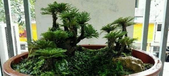  [值钱]这植物是难得盆栽佳品，野外游玩碰到记得挖回家，越养越值钱