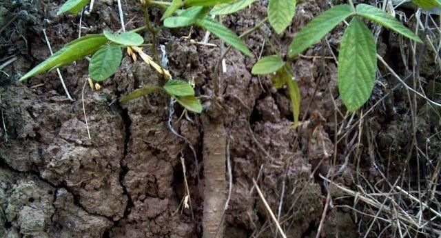  「植物」农村俗称“一条根”的植物其实用处很多，78元一斤