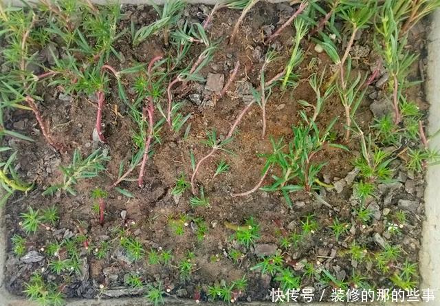  『执着的花盲』养花技巧：这5种花现在扦插，下个月就开花，千万别错过时机！